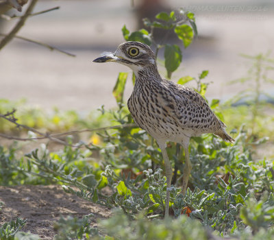 Spotted Thick-knee - Kaapse Griel - Burhinus capensis