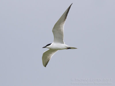 Lachstern - Gull-billed Tern - Gelochelidon nilotica