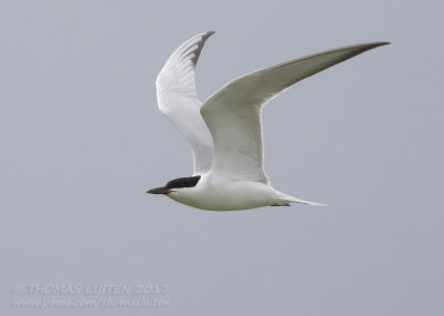 Lachstern - Gull-billed Tern - Gelochelidon nilotica