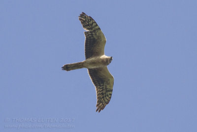 Steppekiekendief - Pallid Harrier - Circus macrourus