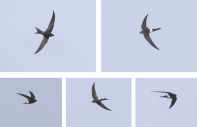 Siberische Gierzwaluw - Pacific Swift - Apus pacificus