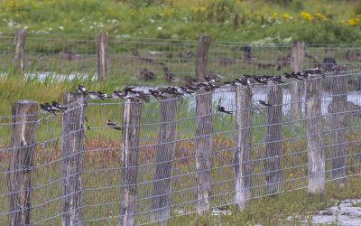 Huiszwaluw - House Martin - Delichon urbicum