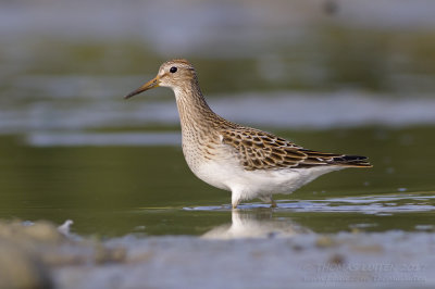 Pectoral Sandpiper - Gestreepte Strandloper - Calidris melanotos