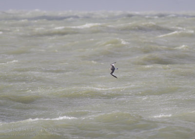 Vorkstaartmeeuw - Sabine's Gull - Xema sabini