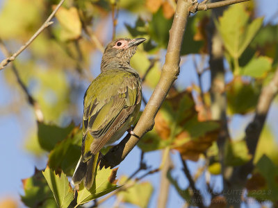 Australian Figbird - Grijskraagvijgvogel - Sphecotheres vieilloti