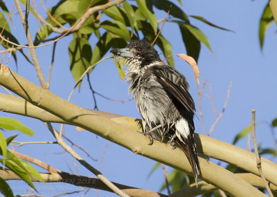 Grey Butcherbird - Grijsrugorgelvogel - Cracticus torquatus