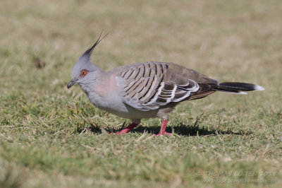 Crested Pigeon - Spitskuifduif - Ocyphaps lophotes