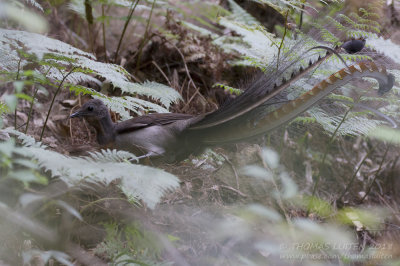 Superb Lyrebird - Liervogel - Menura novaehollandiae
