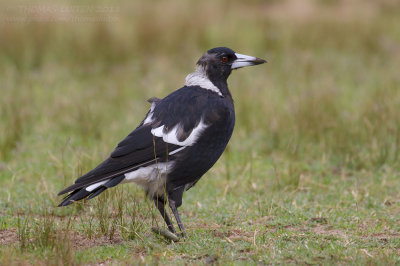 Australian Magpie - Zwartrugfluitvogel - Cracticus tibicen
