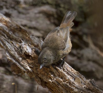 Tasmanian Scrubwren - Tasmaanse Bruine Struiksluiper - Sericornis humilis