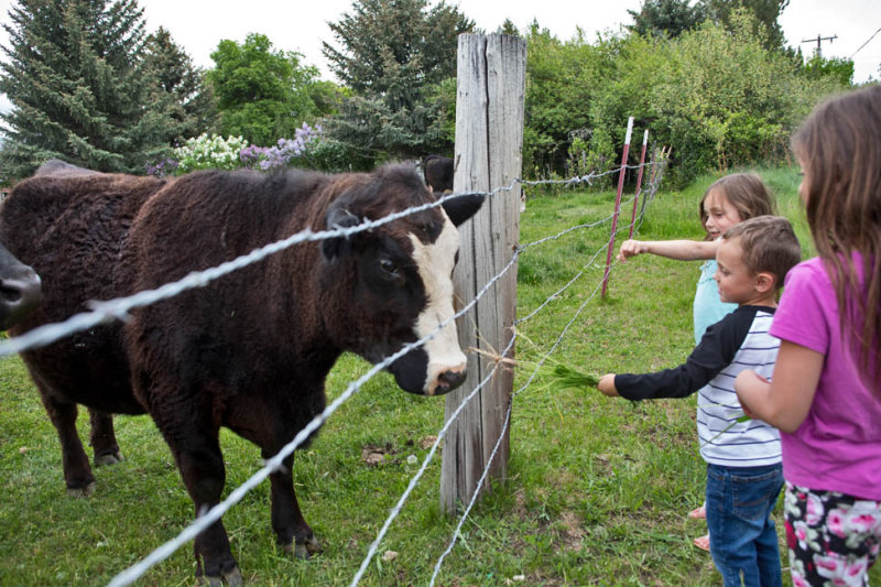 0901_Kids_and_cows.jpg