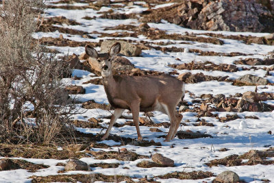 3328 Deer at porcupine.jpg