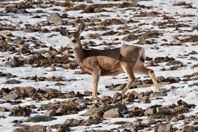 3329 Deer at porcupine.jpg