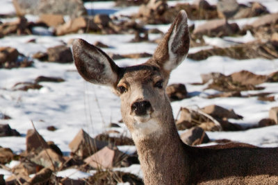 3329 Deer at porcupine cropped.jpg
