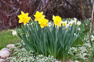 3396 daffodils.jpg