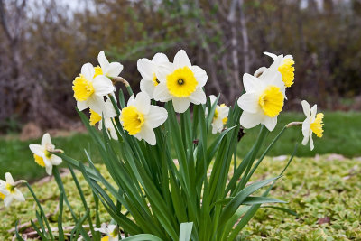 3398 Daffodils.jpg