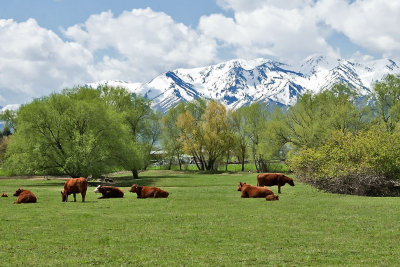 3476 Cattle.jpg