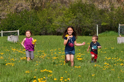 3507 kids in pasture with flowers.jpg