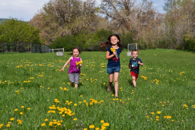 3509 kids in pasture with flowers.jpg