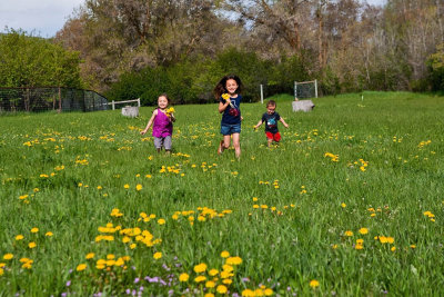3510 kids in pasture with flowers.jpg