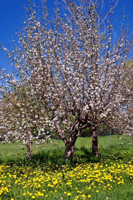 3520 Apple blossoms.jpg