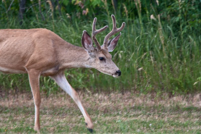 3731 Deer.jpg