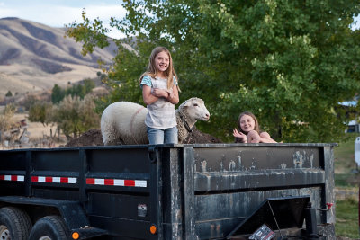 4030 Ruby and Daisy in trailer with lamb.jpg