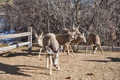 0206 Deer up close.jpg