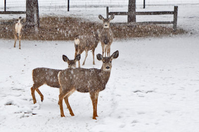 0231 Deer and snow.jpg