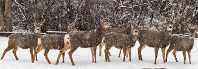 0232 Deer and snow.jpg