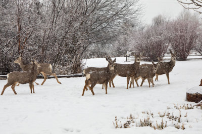 0233 Deer and snow.jpg