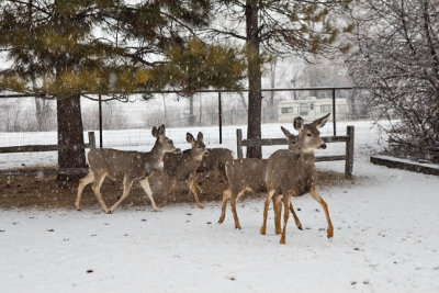 0234 Deer and snow.jpg