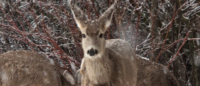 0236 Deer and snow.jpg
