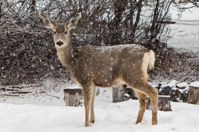 0230 Deer and snow.jpg