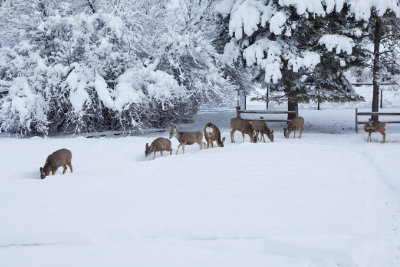 Snow Deer Gallery
