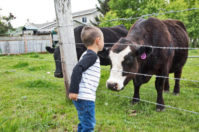 0904_Kids_and_cows.jpg
