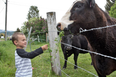 0905_Kids_and_cows.jpg