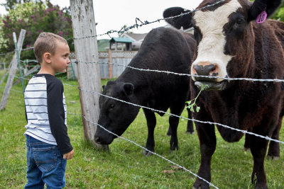 0908_Kids_and_cows.jpg