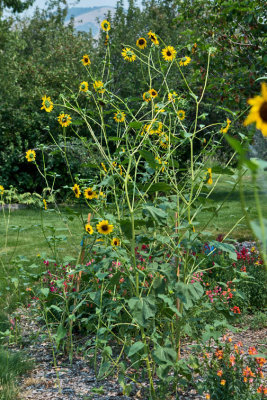 4480_sunflowers.jpg