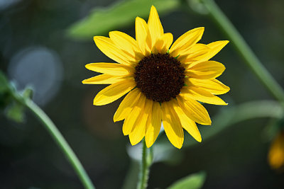 4487_sunflower.jpg