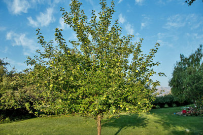 4502_apple_tree.jpg