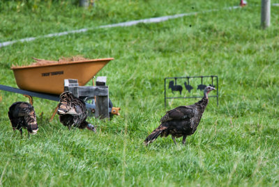4583 Turkey