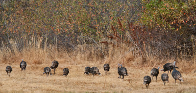 4595 Turkey