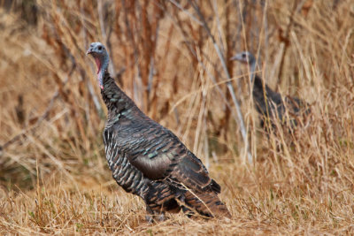 4599 Turkey