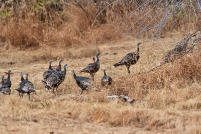 4601_Turkey.jpg