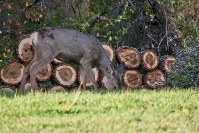 4712_Deer_in_upper_pasture.jpg