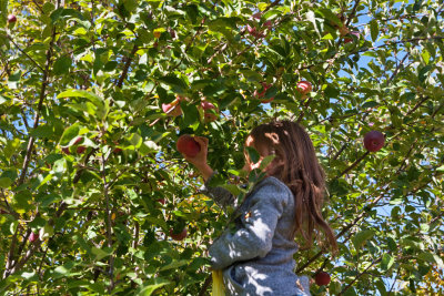 4945_Kids_picking_apples.jpg