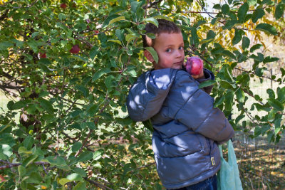 4948_Kids_picking_apples.jpg