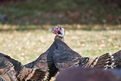 5087 Turkeys fighting