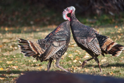 5089 Turkeys fighting